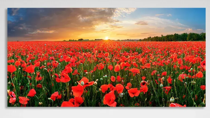Картина на полотні поле червоних маків на заході сонця 1610 фото